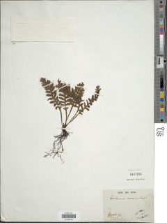 Trichomanes holopterum image