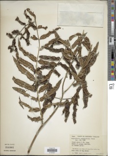 Angiopteris angustifolia image
