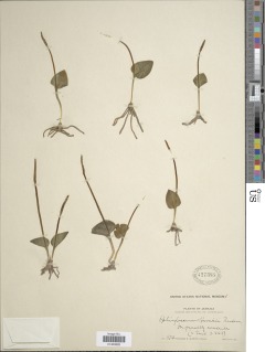 Ophioglossum harrisii image