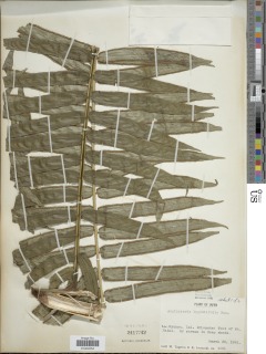 Angiopteris lygodiifolia image