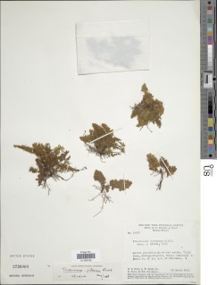 Trichomanes pilosum image
