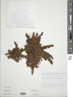 Trichomanes crinitum image
