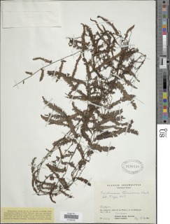 Trichomanes tanaicum image