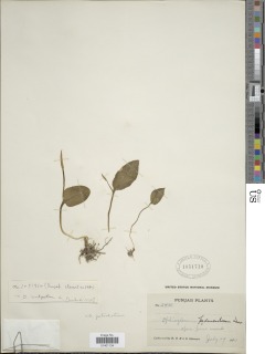 Ophioglossum vulgatum image