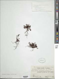 Trichomanes arbuscula image