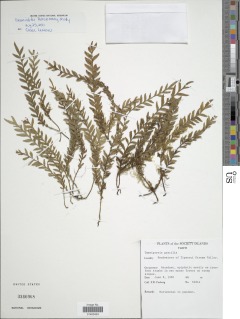 Tmesipteris gracilis image