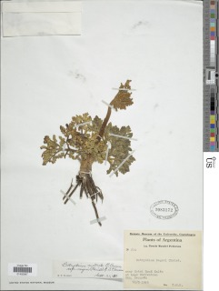 Sceptridium australe subsp. australe image