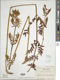 Osmunda japonica image