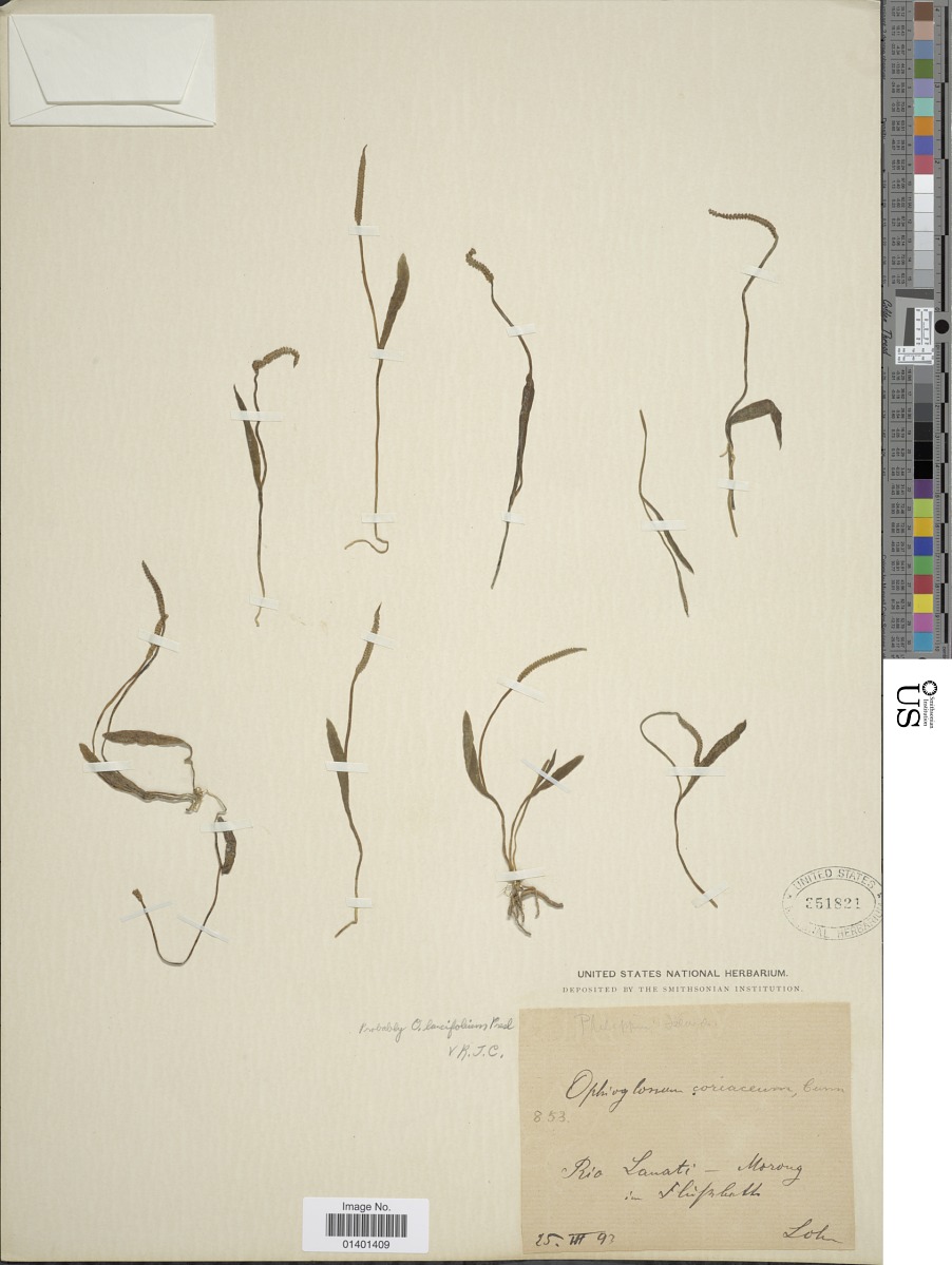 Ophioglossum lancifolium image