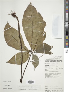 Christensenia aesculifolia image