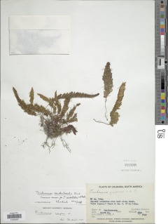 Trichomanes vandenboschii image