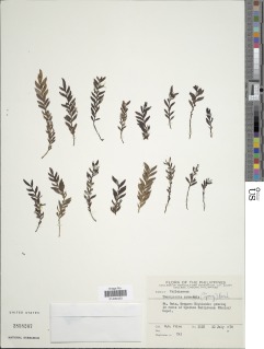 Tmesipteris oblongifolia image