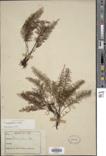 Abrodictyum meifolium image