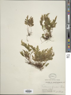 Image of Trichomanes pinnatum