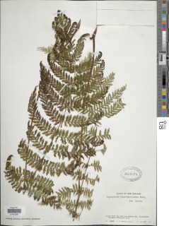 Leptopteris hymenophylloides image
