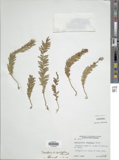Tmesipteris sigmatifolia image