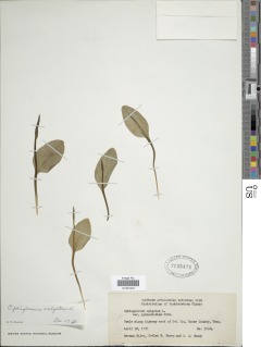 Ophioglossum vulgatum subsp. vulgatum image