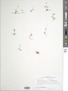 Ophioglossum nudicaule var. tenerum image