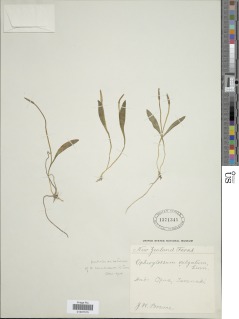 Ophioglossum coriaceum image