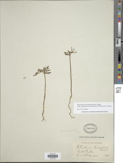 Botrychium lanceolatum subsp. angustisegmentum image