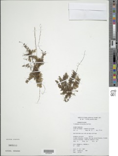 Trichomanes botryoides image