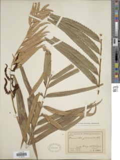 Plenasium banksiifolium image