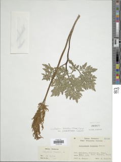 Sceptridium japonicum image