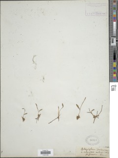 Ophioglossum lusitanicum image