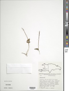 Ophioglossum harrisii image