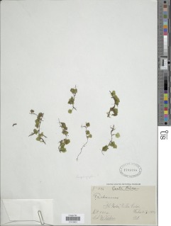 Didymoglossum rhipidophyllum image