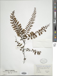 Vandenboschia auriculata image