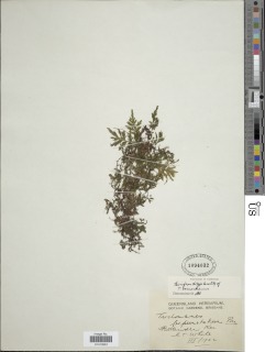 Crepidomanes barnardianum image