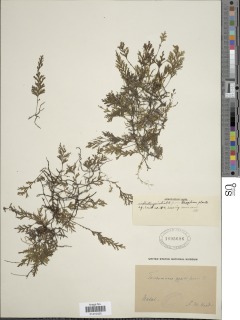 Polyphlebium pyxidiferum image
