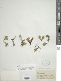 Didymoglossum gourlianum image