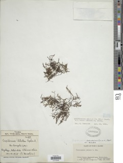 Crepidomanes palmifolium image