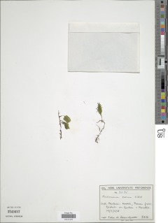 Didymoglossum erosum image