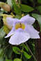 Acanthaceae - Thunbergia grandiflora 