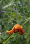 Cucurbitaceae - Momordica charantia 