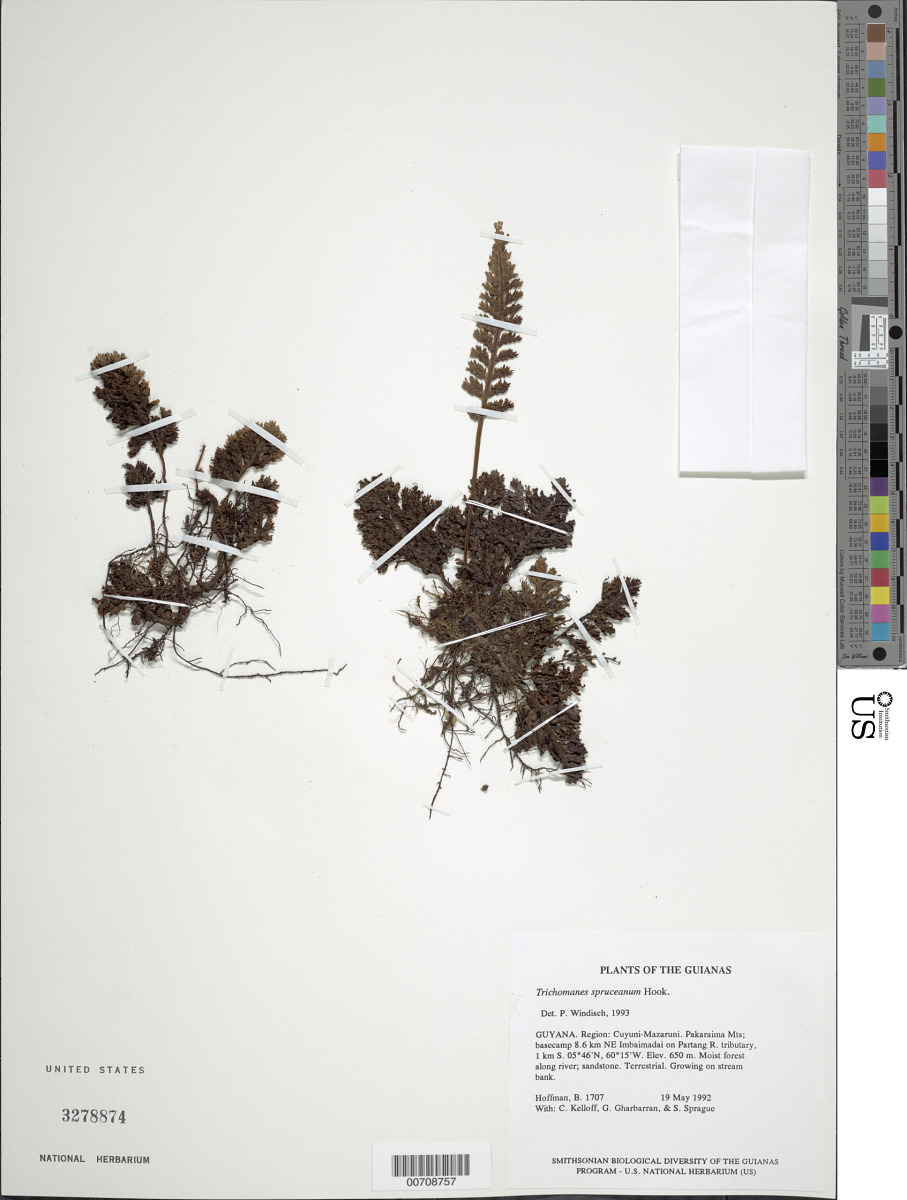 Trichomanes spruceanum image