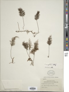 Abrodictyum meifolium image