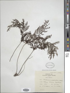 Abrodictyum obscurum image