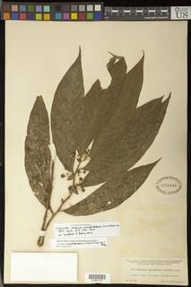 Lycianthes amatitlanensis image
