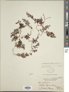Hymenophyllum vittatum image