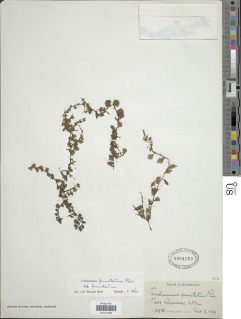 Didymoglossum punctatum subsp. punctatum image