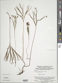 Schizaea elegans image