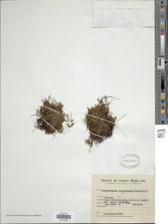 Hymenophyllum caespitosum image