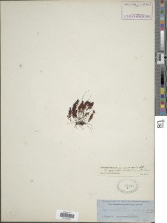 Hymenophyllum fumarioides image