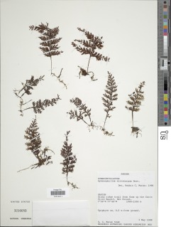 Hymenophyllum microcarpum image