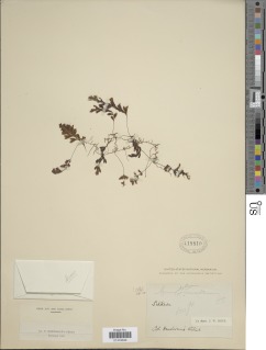 Hymenophyllum simonsianum image