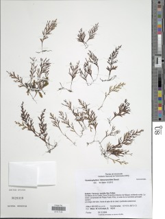 Hymenophyllum trichomanoides image